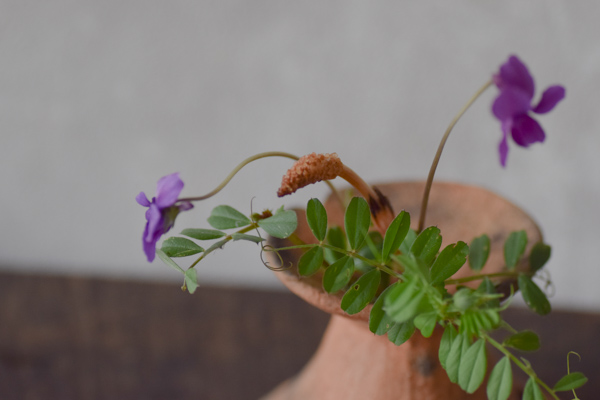 ca-koのウェブサイトです。四季折々の道草。心にとまった身近な草花を、小さな発見を楽しみながら出会った器に合わせています。抛入花の写真です。豌豆と菫、土筆を入れました。